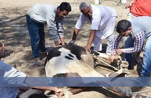 রাজ্যে ১৫৬ ভেটেরিনারি অফিসার নিয়োগ