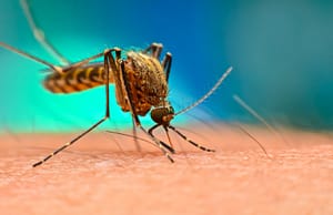 World Mosquito Day : ক্ষুদ্র তবে তুচ্ছ নয় সুপ্রাচীন মশক