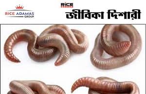 পালটাচ্ছে কেঁচোর ডিএনএ