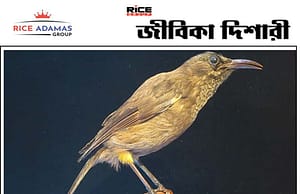 কয়েক দশকে ৩০০ কোটি পাখি বিলুপ্ত হয়েছে