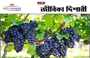 বিশ্বের সবচেয়ে প্রাচীন জীবিত আঙুরলতা